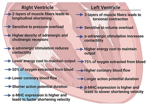 lv and rv function